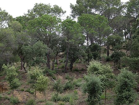 Parcela en venta en Calonge